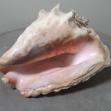 Giant shell