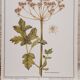Planche botanique Grande Berce