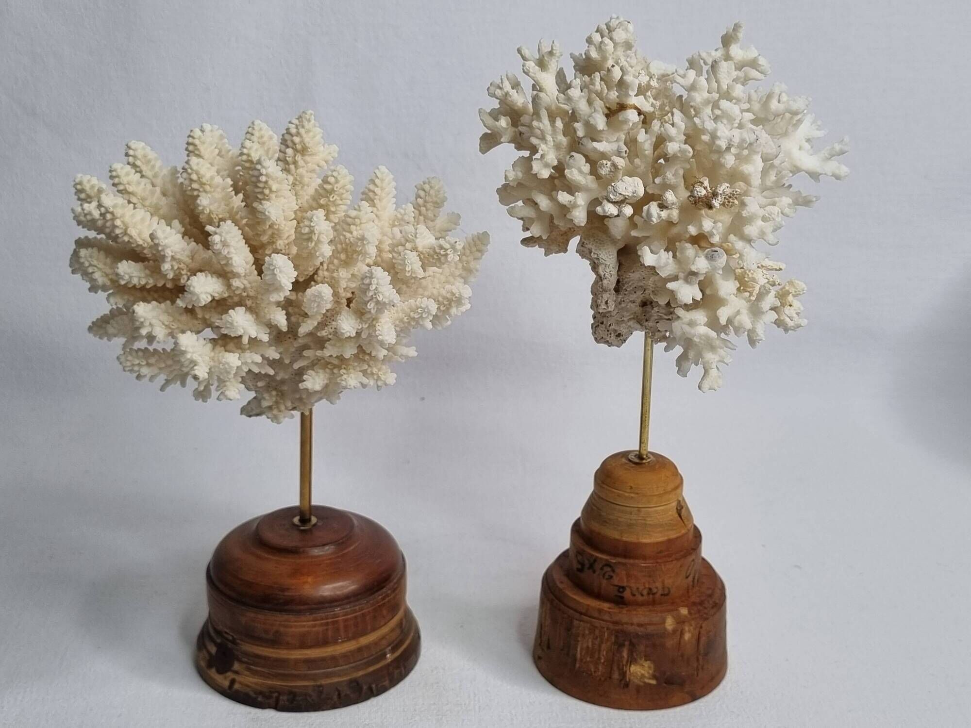 Paire d'anciens coraux blancs sur socles en bois industriel, 21 cm