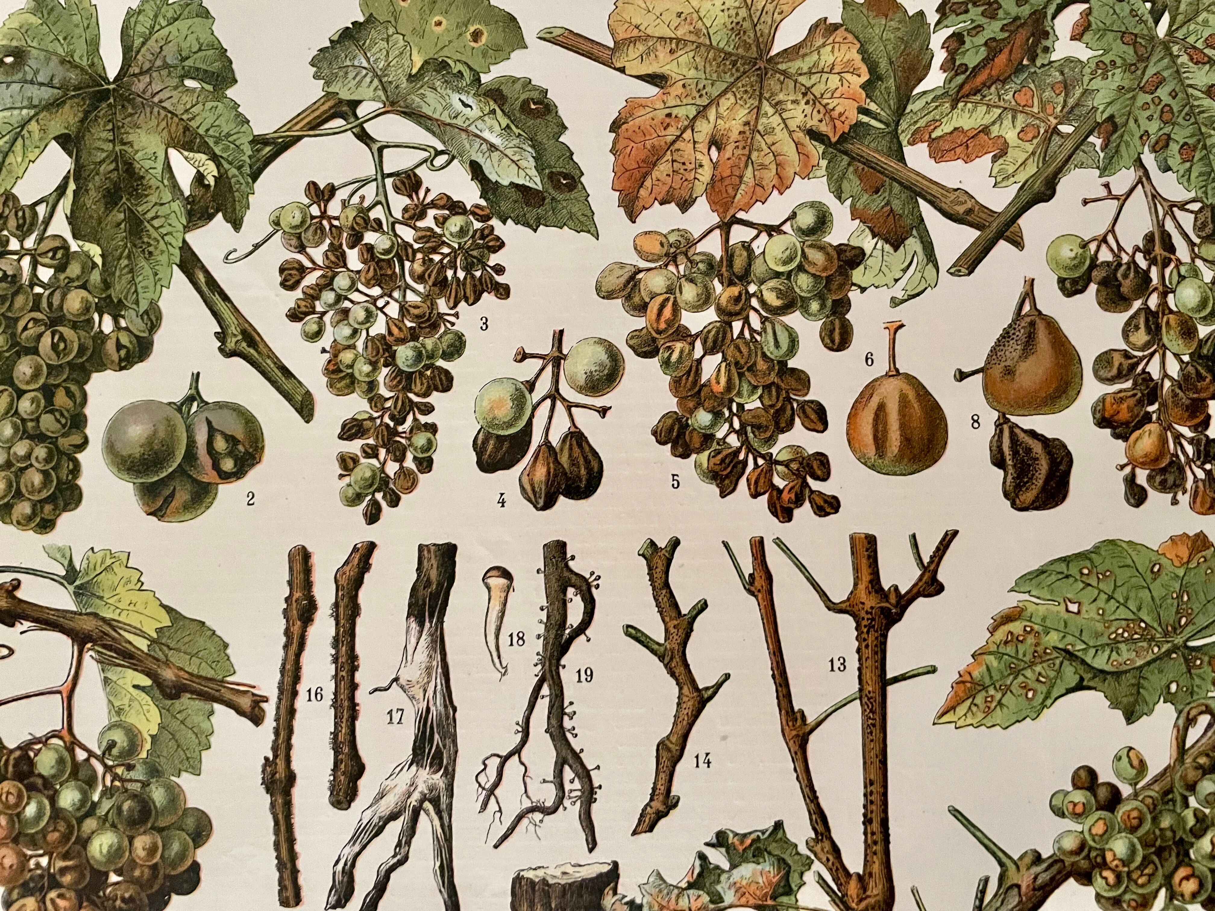 Lithograph on the diseases of the vine of 1907