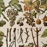 Lithographie sur les maladies de la vigne de 1907