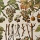 Lithograph on the diseases of the vine of 1907