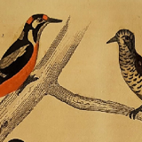 Original ornithological plate " Pic grand épeiche - Torcol - &c... Buffon (1837)