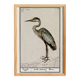 Small poster of the Grey Heron, based on an old engraving from 1610.