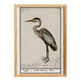 Small poster of the Grey Heron, based on an old engraving from 1610.