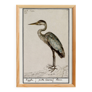 Small poster of the Grey Heron, based on an old engraving from 1610.