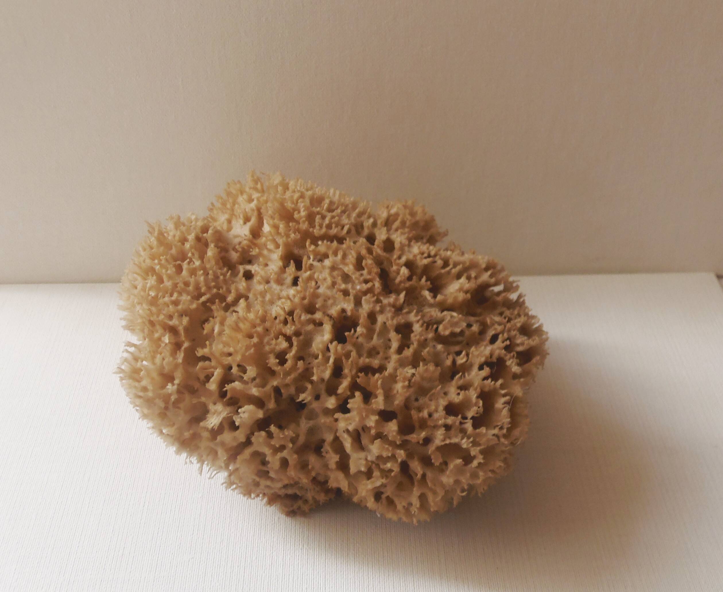 Natural sponge for decoration