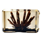 Sculpture corail en résine lucite par Pierre Giraudon artiste biologiste collectionneur 1960-1970