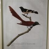 Old framed lithography by Martinet