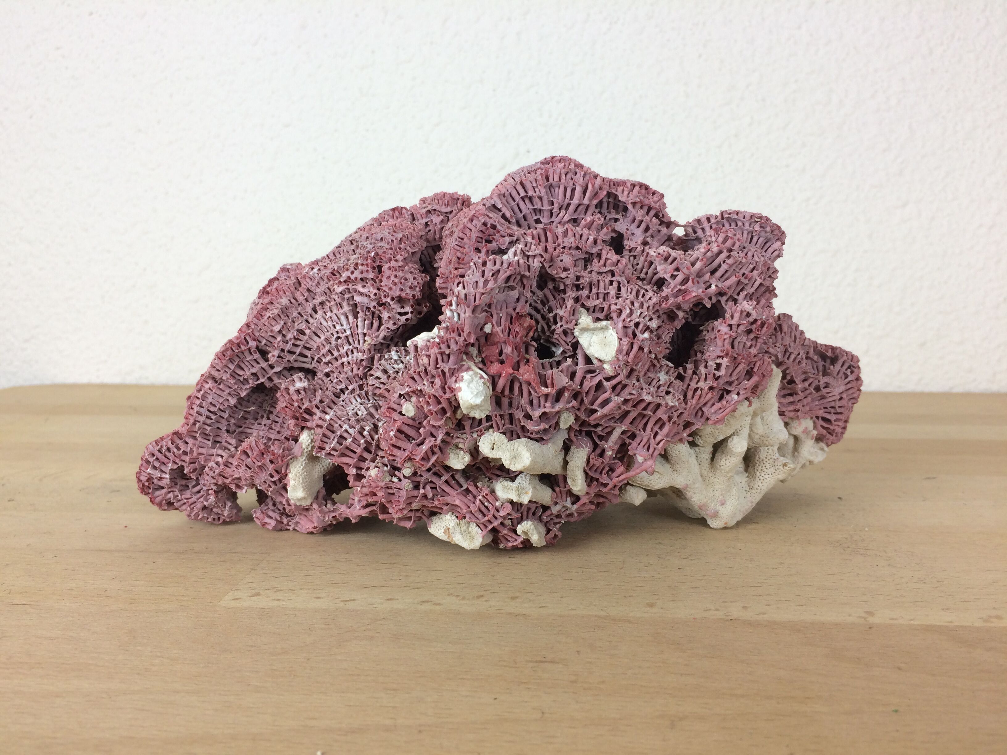 Old pink coral 24 cm