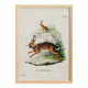 Poster about the hare, based on an old engraving from 1774.