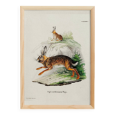 Affiche sur le lièvre, d'après une gravure ancienne de 1774.