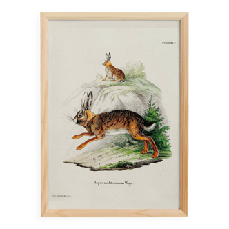 Poster about the hare, based on an old engraving from 1774.