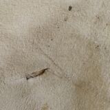 Goat skin
