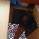 Table ronde extensible scandinave teck vintage
