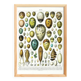 Egg poster, based on a 1928 lithograph