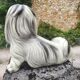 Shih Tzu dog statuette - 1950 - Italian