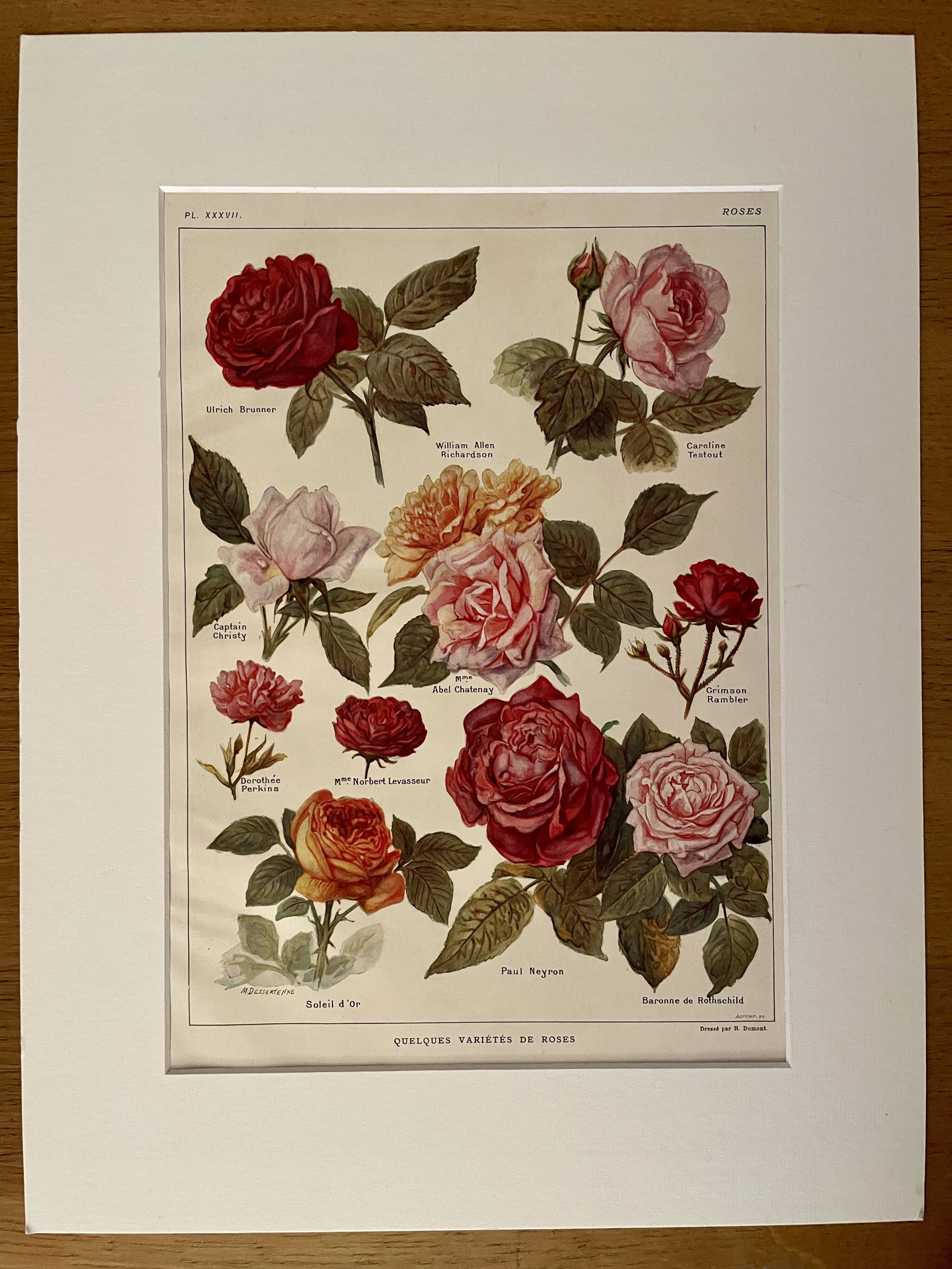 Lithograph on roses - 1920