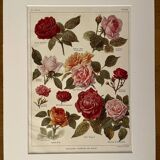 Lithograph on roses - 1920