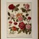 Lithograph on roses - 1920