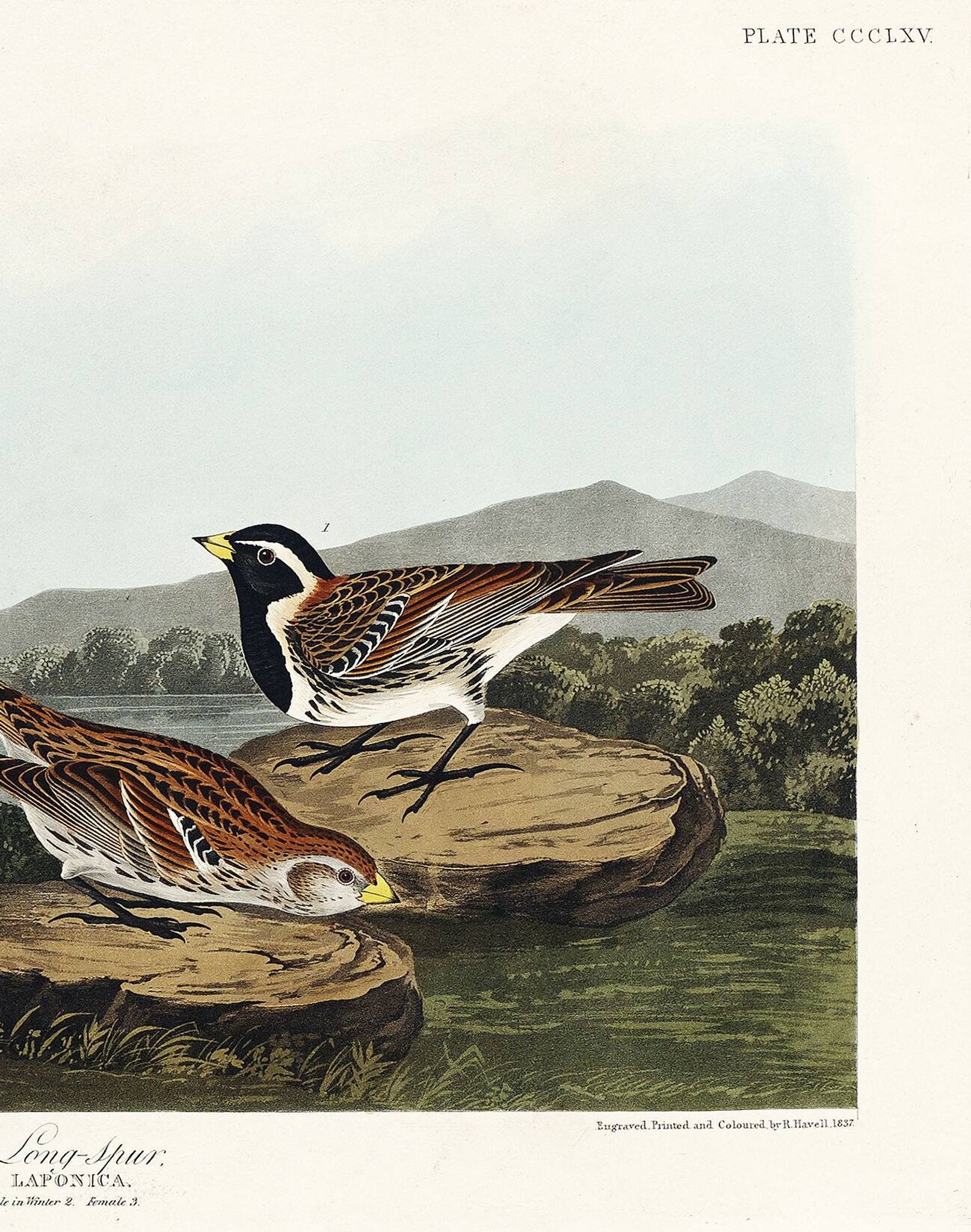 Poster about the Lapland lark, based on an old engraving from 1827.