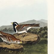 Poster about the Lapland lark, based on an old engraving from 1827.