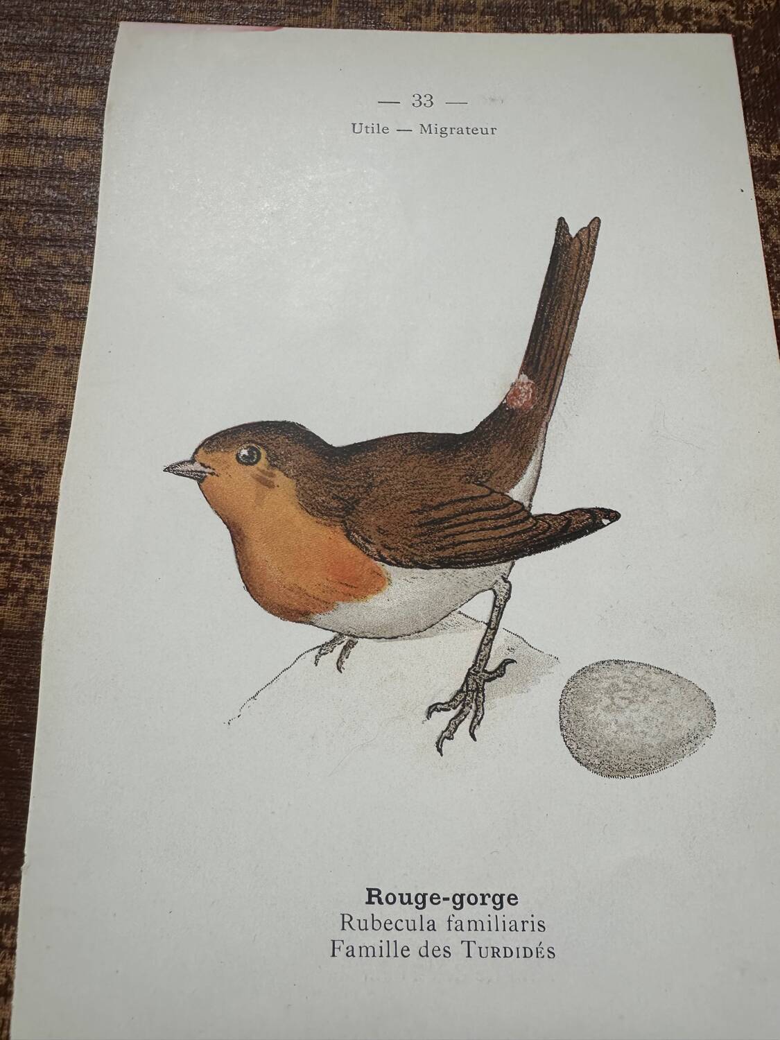 Botanical board old naturalist engraving birds double-sided