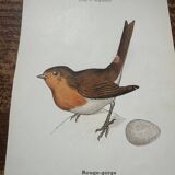 Botanical board old naturalist engraving birds double-sided