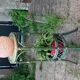 Guéridon harness carries plant in rattan and green bamboo vintage 1970