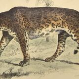 Original zoological plate of 1839 " leopard, lynx,.... "