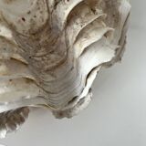 Authentic vintage giant bivalve shell, tridacna gigas shell.