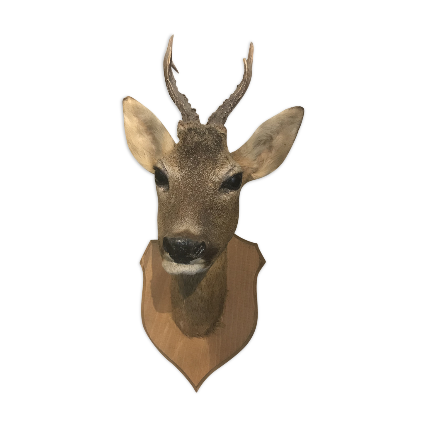 Trophy deer with wood