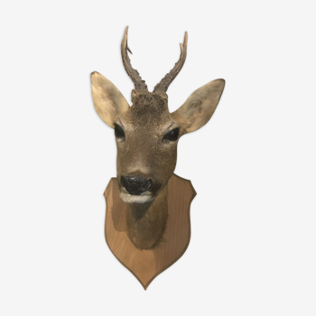 Trophée biche avec bois