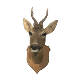 Trophy deer with wood