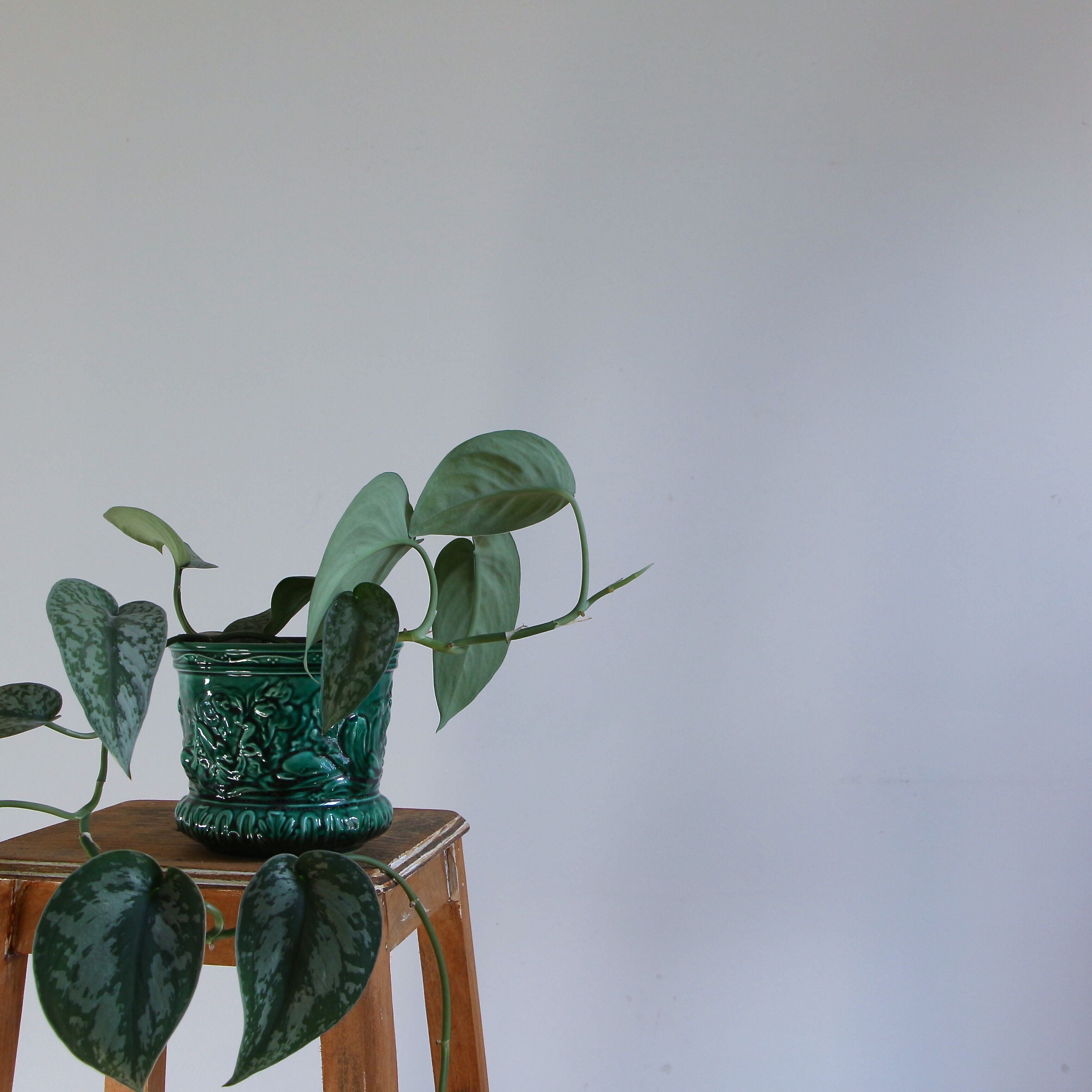 English porcelain pot cover