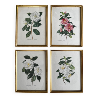 Set of 4 lithographs by Paul Jones