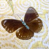 Vintage butterfly tray