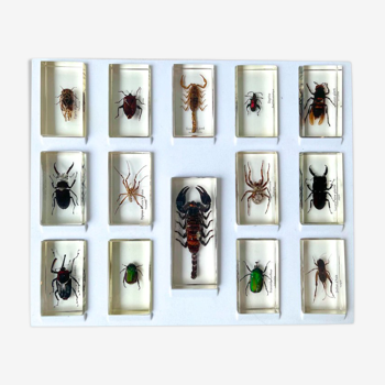 Set of 14 insects in resin inclusion