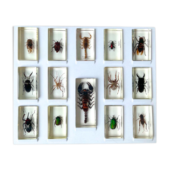 Set of 14 insects in resin inclusion