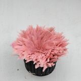 Juju Hat Rose 55 cm Beige