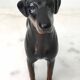 John Beswick porcelain dog