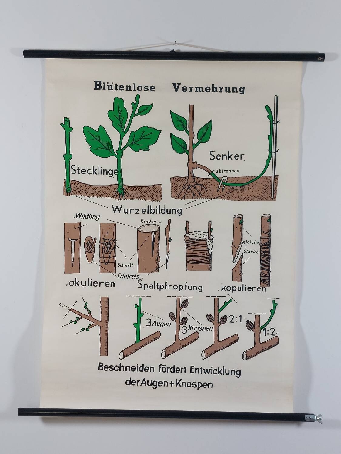 Vintage educational wall hanging roll chart biology plants