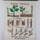 Vintage educational wall hanging roll chart biology plants