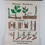 Vintage educational wall hanging roll chart biology plants