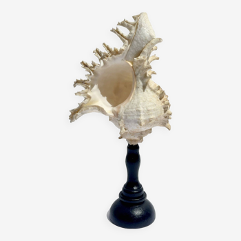 Old Murex Ramosus shell on turned wooden base Napoleon III 19th century cabinet of curiosities