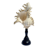 Old Murex Ramosus shell on turned wooden base Napoleon III 19th century cabinet of curiosities