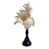 Ancien Coquillage Murex Ramosus sur socle en bois tourné Napoléon III XIXe cabinet de curiosités