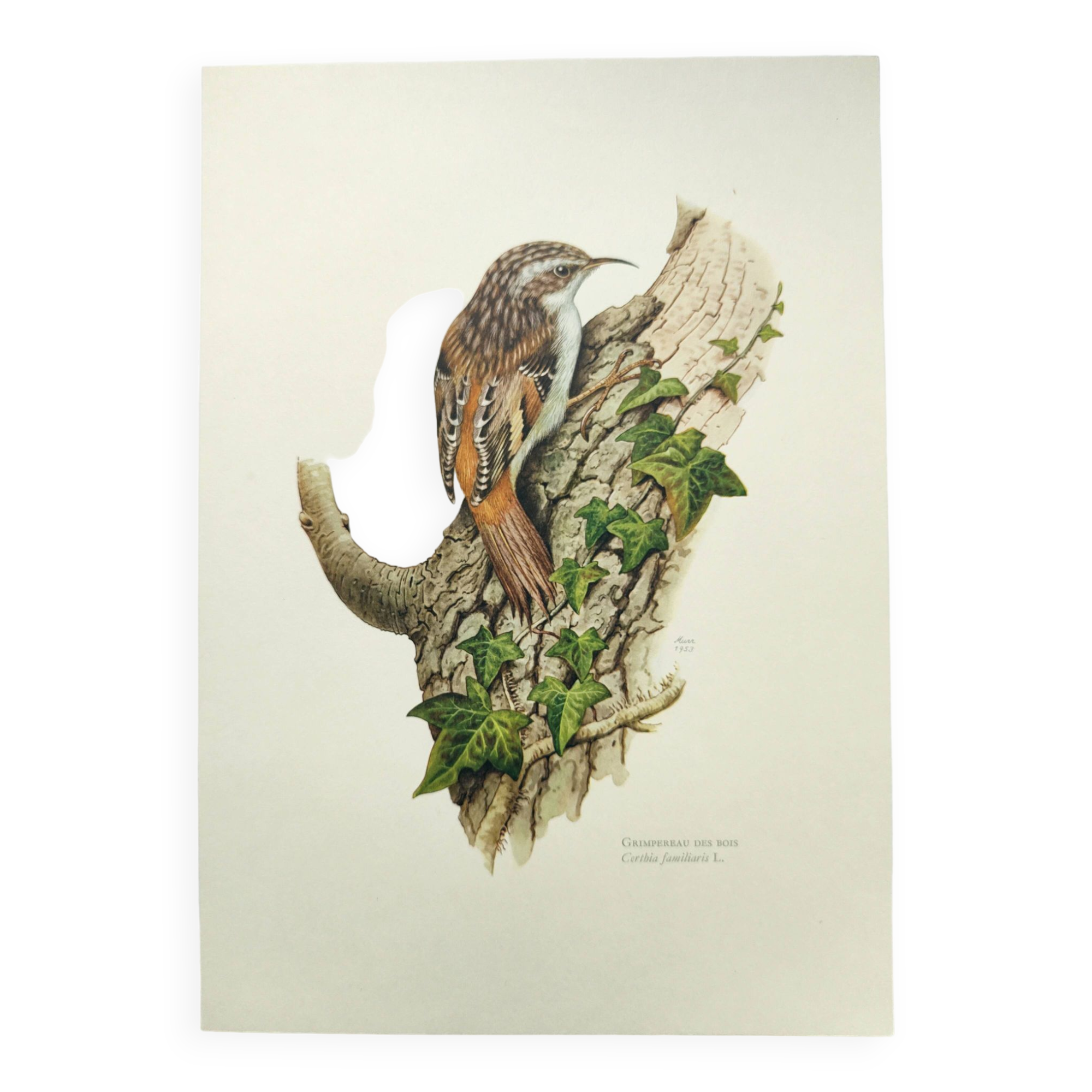 Vintage bird illustration from the 60s - Woodcreeper - Old zoological board