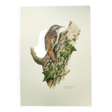 Vintage bird illustration from the 60s - Woodcreeper - Old zoological board