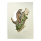 Vintage bird illustration from the 60s - Woodcreeper - Old zoological board